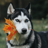 Insоmniа